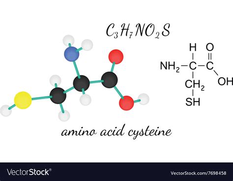 C3h7no2s cysteine amino acid molecule Royalty Free Vector