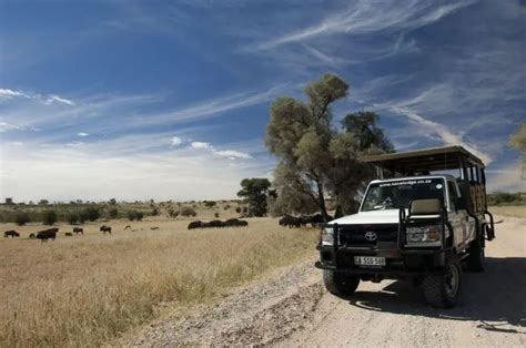 The Kgalagadi Transfrontier Park: What You Need to Know - Travel Dudes