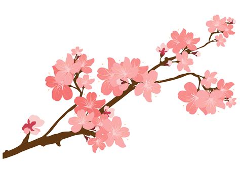 Cherry Blossom Clipart at GetDrawings | Free download