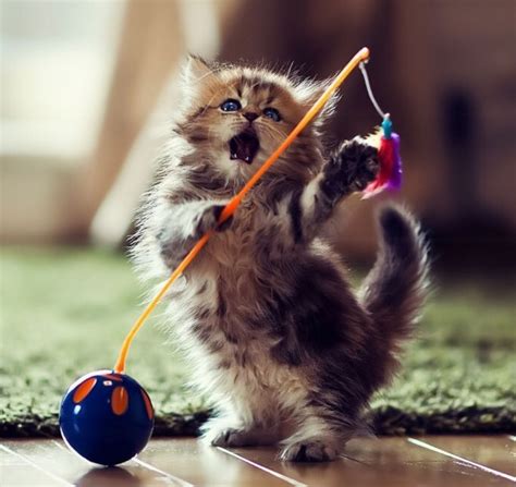 Kitten Playing With Toy Pictures, Photos, and Images for Facebook ...