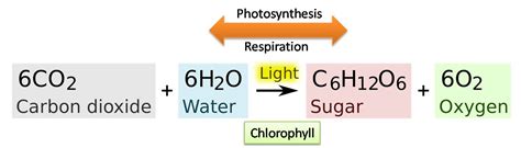 Equation For Photosynthesis