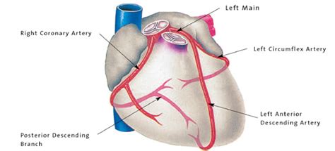 What are the three major coronary arteries called? | Socratic