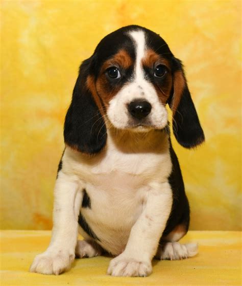 Lively #Beaglier | Dog breeder, Puppy adoption, Dog breeds