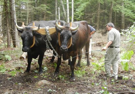 Irish Acres Organic Farm Agrarian Blog: Oxen and the Future of Farming