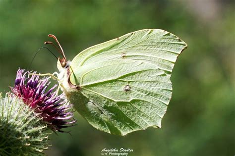 Female brimstone butterfly | Brimstone, Macro photography, Butterfly