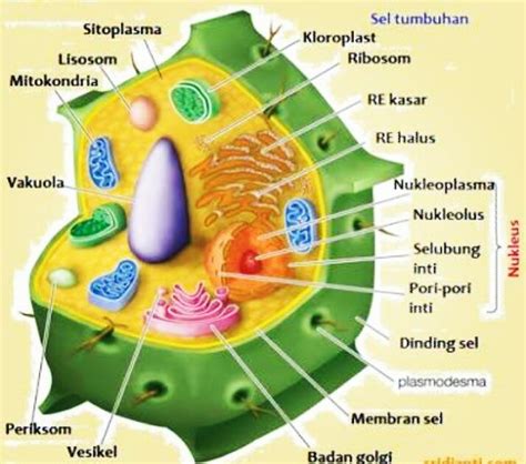 Gambar Struktur Sel Tumbuhan Lengkap Dengan Bagian Bagiannya | Images ...