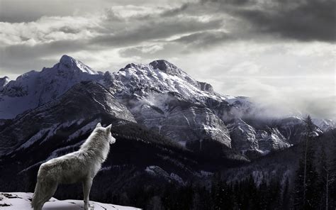 Wolf Watching Fog Covered Snowy Mountains HD Wallpaper | HD Nature ...