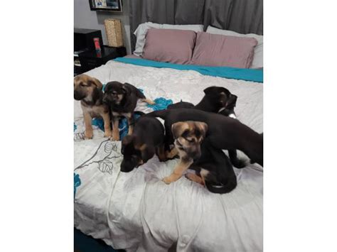 8 weeks old German Sheprador puppies Akron - Puppies for Sale Near Me