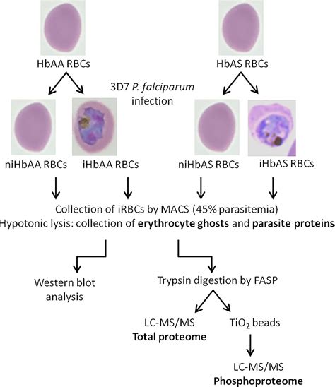 Plasmodium Falciparum Under Microscope