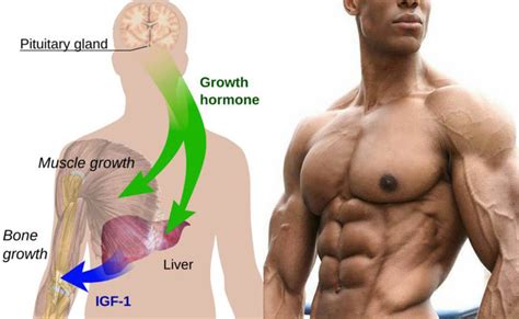 Growth Hormone Injections: Benefits, Uses & Side Effects • SpotMeBro.com