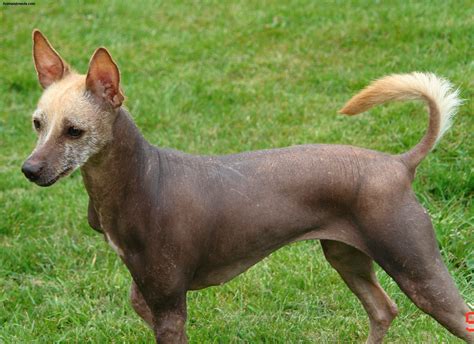 Xoloitzcuintli Dog Breed (Mexican Hairless Dog) - Pictures, Information ...