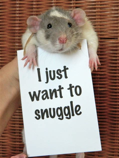 If You Thought Rats Were Incapable Of Looking Precious, You Thought ...