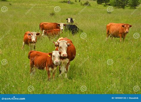 Cows Grazing in a Pasture in the Mountains Stock Image - Image of ...