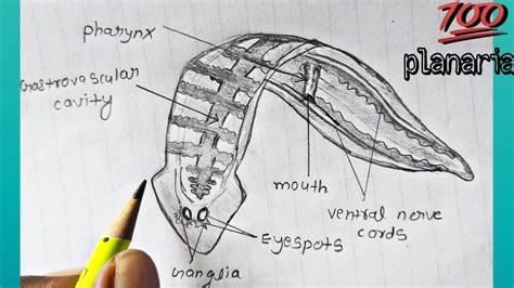 Planaria Under Microscope Labeled