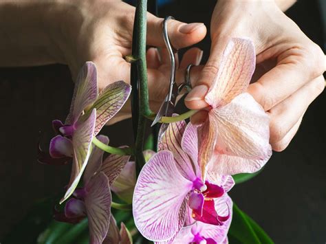 How to Prune Orchids the Right Way