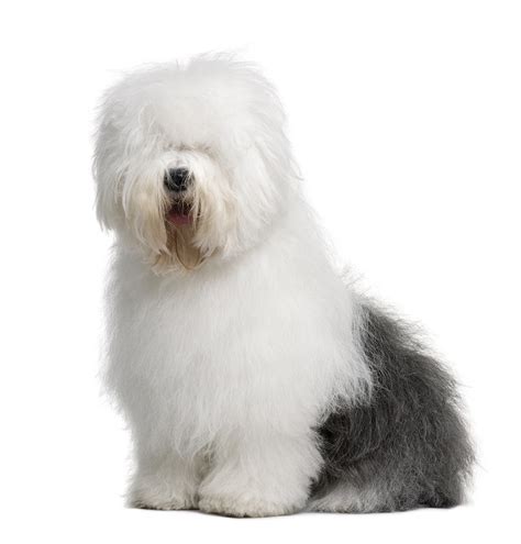 Old English Sheepdog Breed Guide | Petbarn