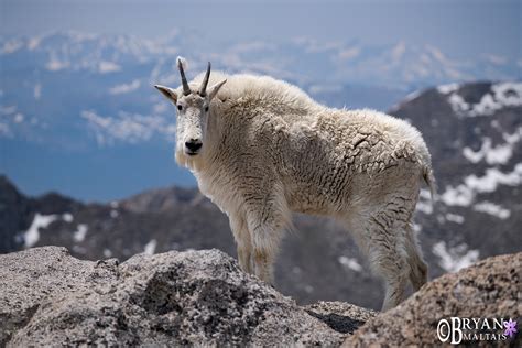 Colorado Rocky Mountain Wildlife Photography-Bryan Maltais