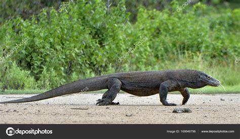 Komodo dragon in natural habitat Stock Photo by ©SURZet 169946796