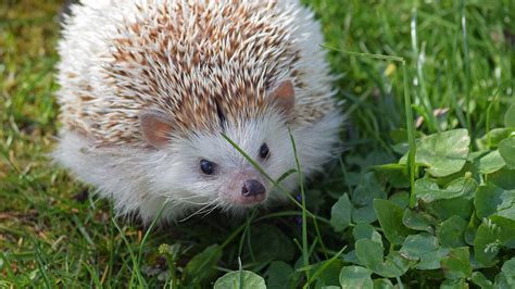 African Pygmy Hedgehog - Elmwood Park Zoo