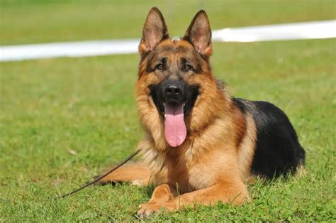 German Shepherd Dog Breed Profile: History, Care & More