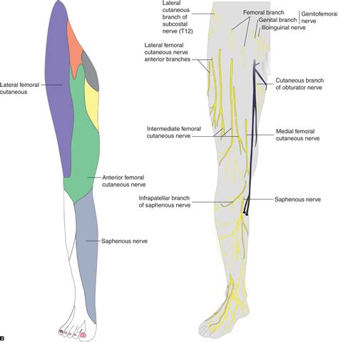 Femoral Nerve Block | Anesthesia Key