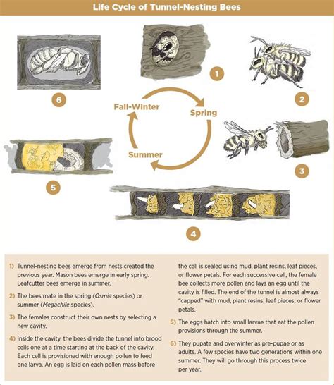 Bee life cycle, Mason bees, Life cycles