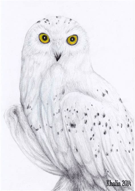 Snowy Owl Drawing by KhaliaArt on DeviantArt