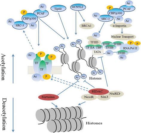 Histone acetylation alters chromatin structure. Acetylation removes the ...