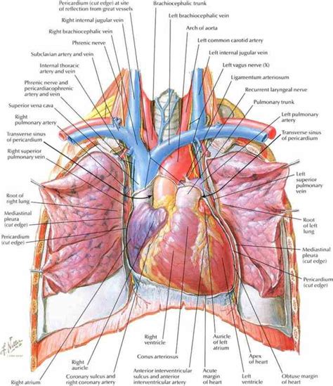 Anatomy Of Subclavian Vein | MedicineBTG.com