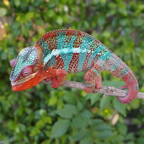 Panther Chameleon Locales – How to Choose - Chameleon Academy