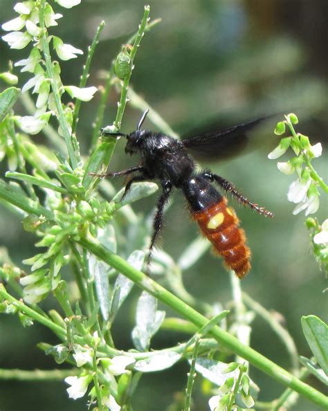 Bug Eric: Wasp Wednesday: Blue-winged Wasp