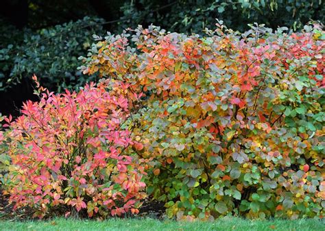 Fothergilla - How to Grow & Care for This Fabulous Shrub | Garden Design