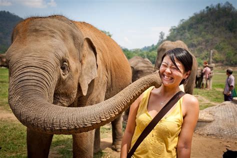 3 Reputable Elephant Sanctuaries in Thailand | Elephant sanctuary ...