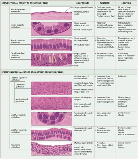 2 Types Of Tissue