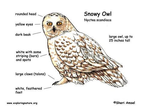 Owl (Snowy)