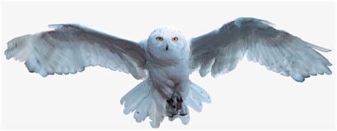 Hedwig - Harry Potter Hedwig Flying - Free Transparent PNG Download ...