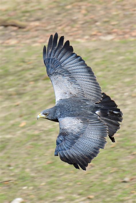 Grey Eagle by Sven G - Photo 257786131 / 500px