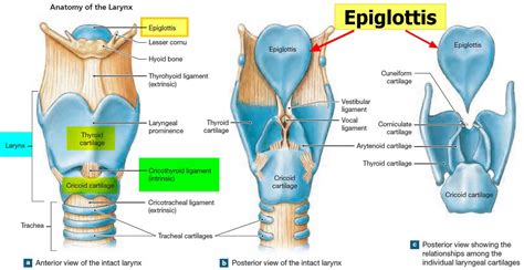 Epiglottis anatomy, location, function and epiglottis infection