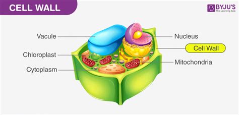 Cell Wall and Cell Membrane- Structure, Functions and Differences