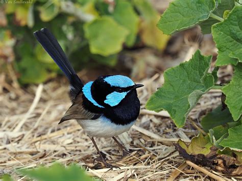 Male Superb Fairy-wren | BIRDS in BACKYARDS