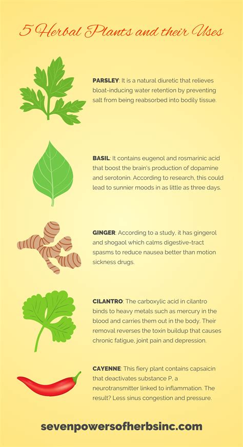 5 Herbal Plants And Their Medicinal Uses