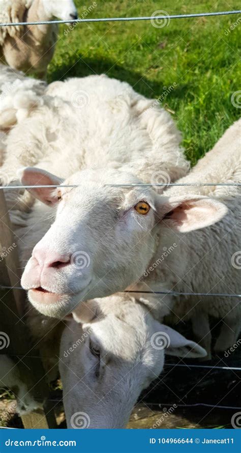 Funny Sheep with Silly Facial Expression Stock Photo - Image of gaze ...