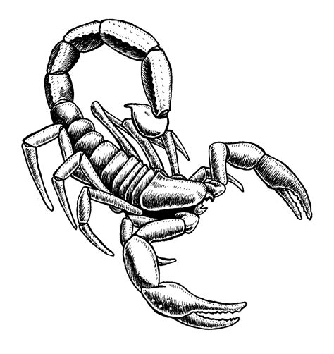 Draw scorpion clipart - WikiClipArt