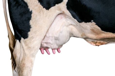 Cow Udder Stock Photos, Pictures & Royalty-Free Images - iStock