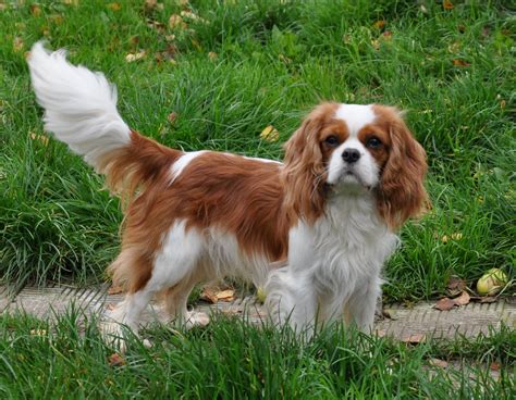 King Charles Cavalier Pictures, Cavalier King Charles Spaniel Pictures ...