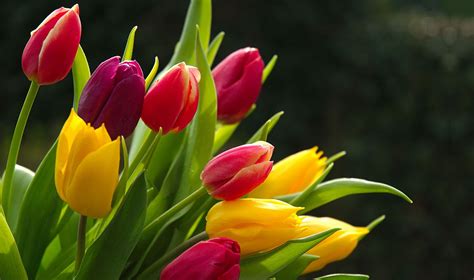 tulips flower wallpaper