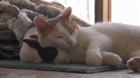 選択した画像 cat and mouse friendship 194736-Cat and mouse best friends