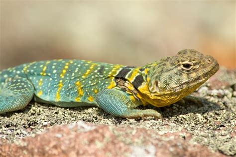 Lizard Facts | Missouri Department of Conservation