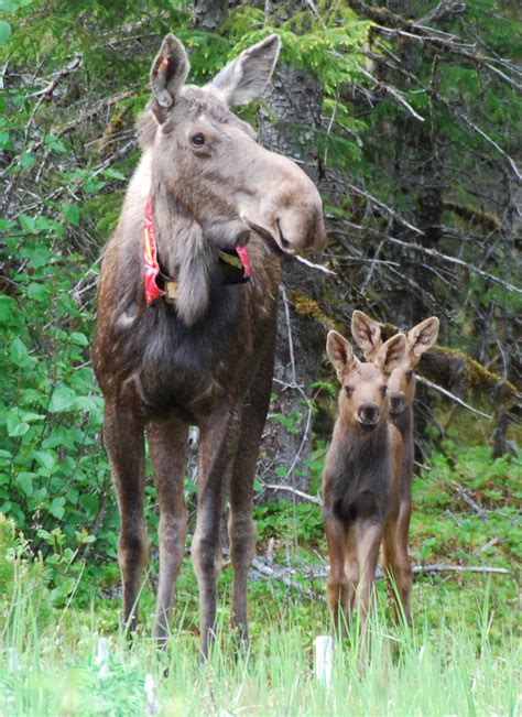 Moose in northern Southeast Alaska | Juneau Empire