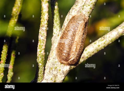 Praying Mantis Eggs Hatching